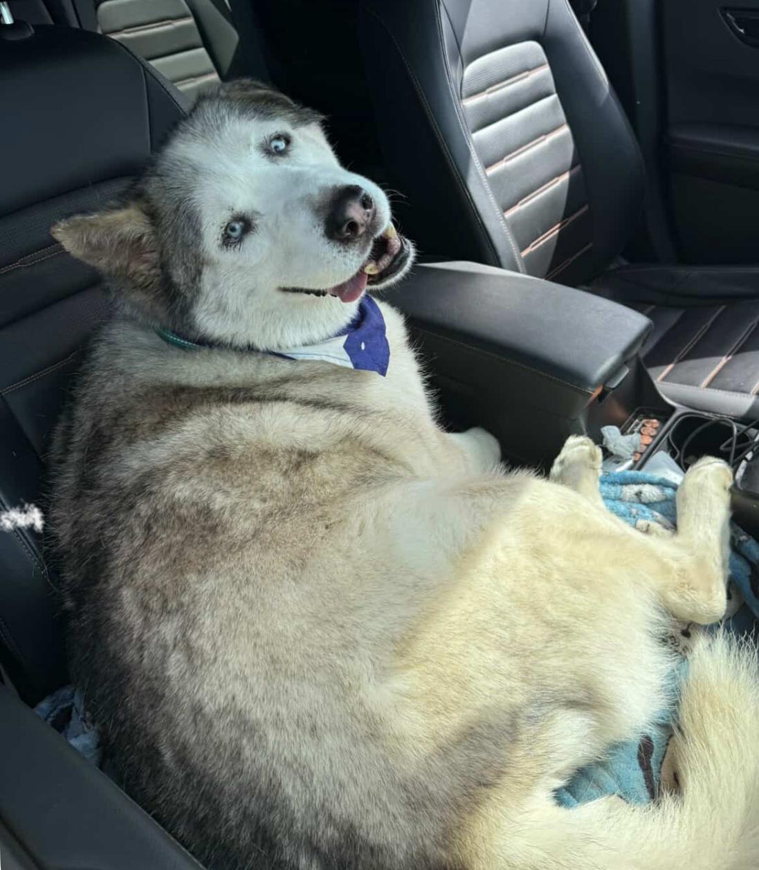 Raja, Adoptable, Senior Male Husky.