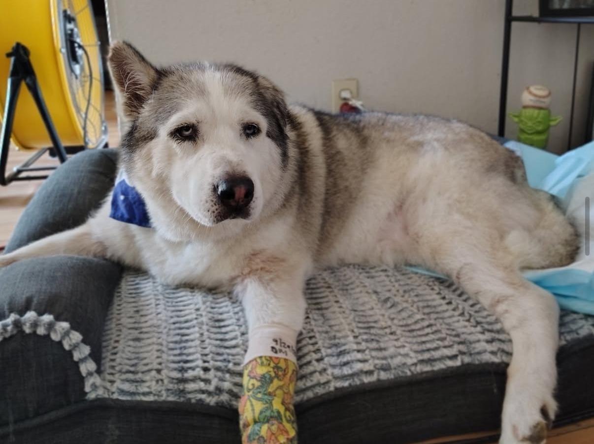 Enlarge Raja, a Adoptable Husky in South Pasadena, CA image 2/4