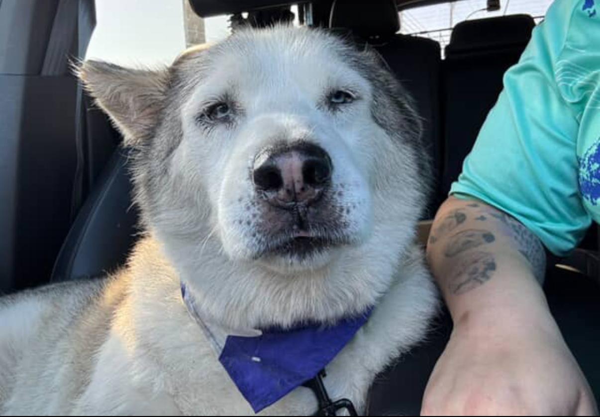 Enlarge Raja, a Adoptable Husky in South Pasadena, CA image 3/4