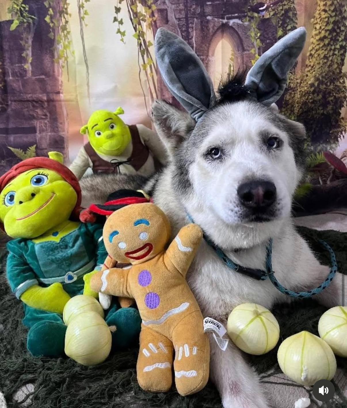 Enlarge Raja, a Adoptable Husky in South Pasadena, CA image 4/4