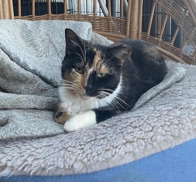 Trio, Adoptable, Adult Female Domestic Short Hair.