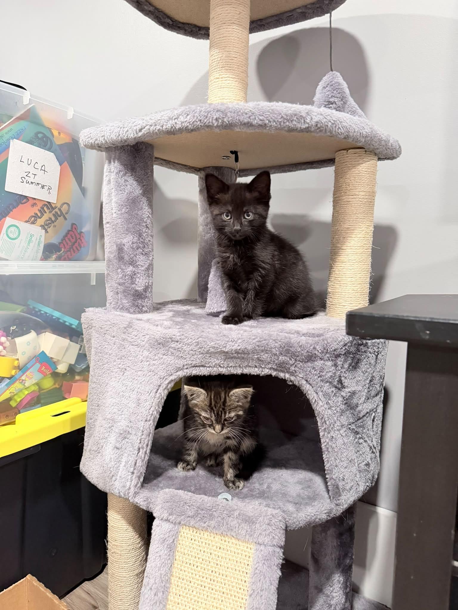 Enlarge Toothless & Bramble - Kittens Bonded, a Adoptable Domestic Short Hair in Enfield, CT image 2/3