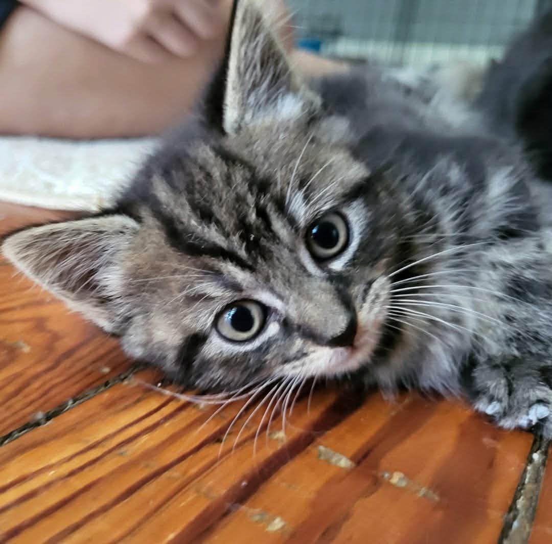 Enlarge Toothless & Bramble - Kittens Bonded, a Adoptable Domestic Short Hair in Enfield, CT image 3/3