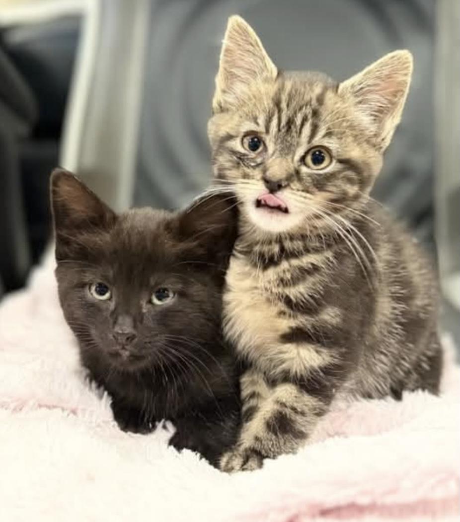 Enlarge Toothless & Bramble - Kittens Bonded, a Adopted Domestic Short Hair in Enfield, CT image 5/6