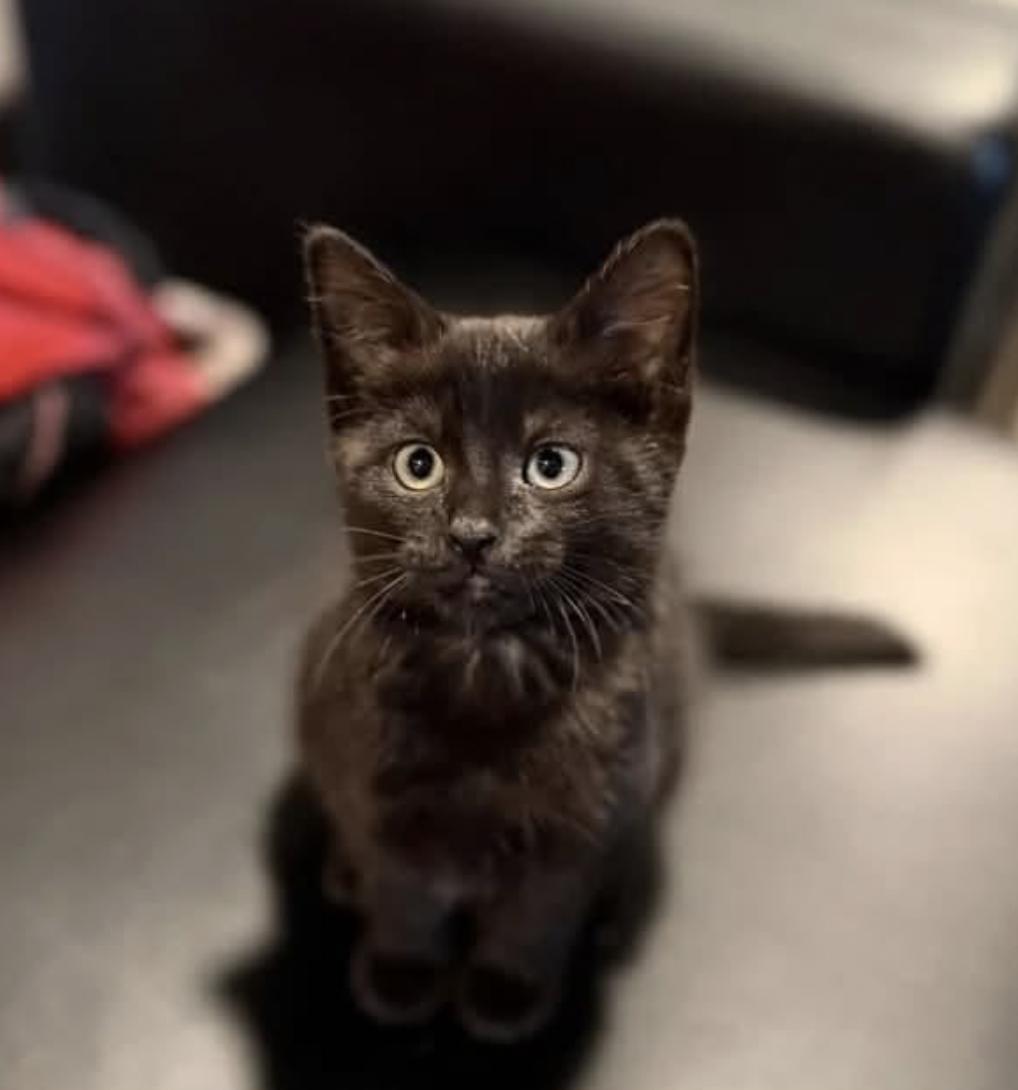 Enlarge Toothless & Bramble - Kittens Bonded, a Adopted Domestic Short Hair in Enfield, CT image 6/6