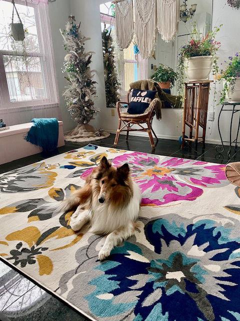 Brisket, Adopted, Young Male Collie.