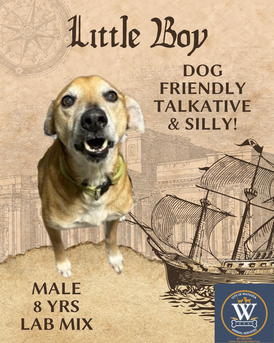 Enlarge Little Boy aka Puppy Dog, a ADOPTABLE mixed breed in Watauga, TX image 1/1