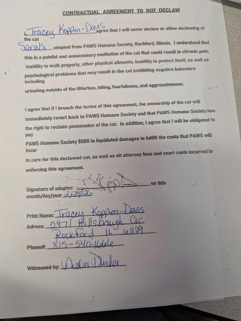 Enlarge Sarabi, a Adopted mixed breed in Rockford, IL image 1/5