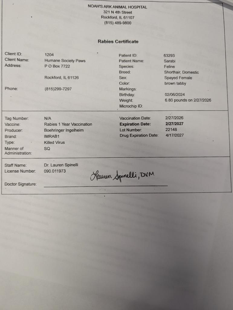 Enlarge Sarabi, a Adopted mixed breed in Rockford, IL image 2/5