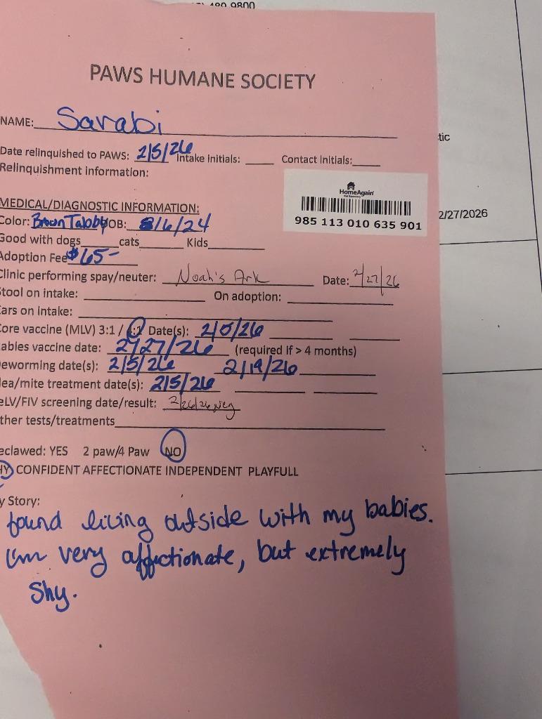 Enlarge Sarabi, a Adopted mixed breed in Rockford, IL image 3/5