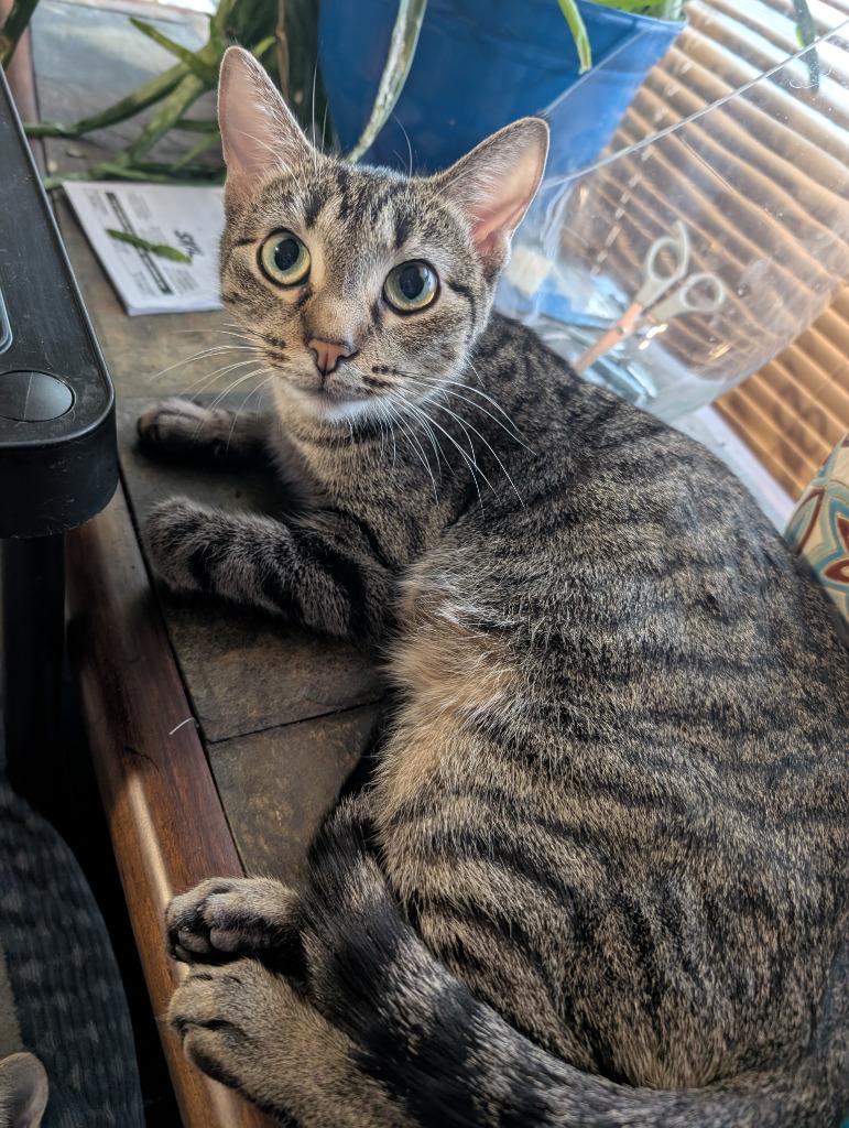 Enlarge Sarabi, a Adopted mixed breed in Rockford, IL image 4/5