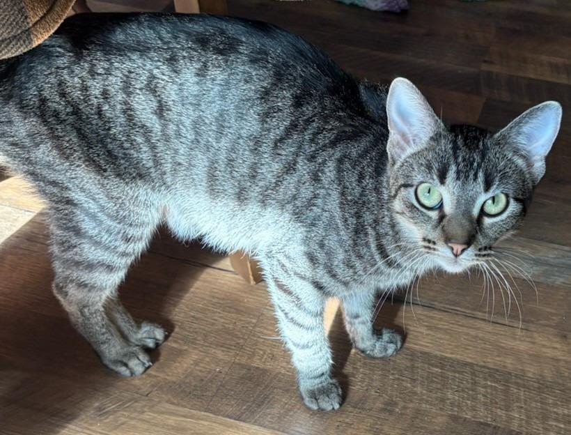 Enlarge Sarabi, a Adopted mixed breed in Rockford, IL image 5/5