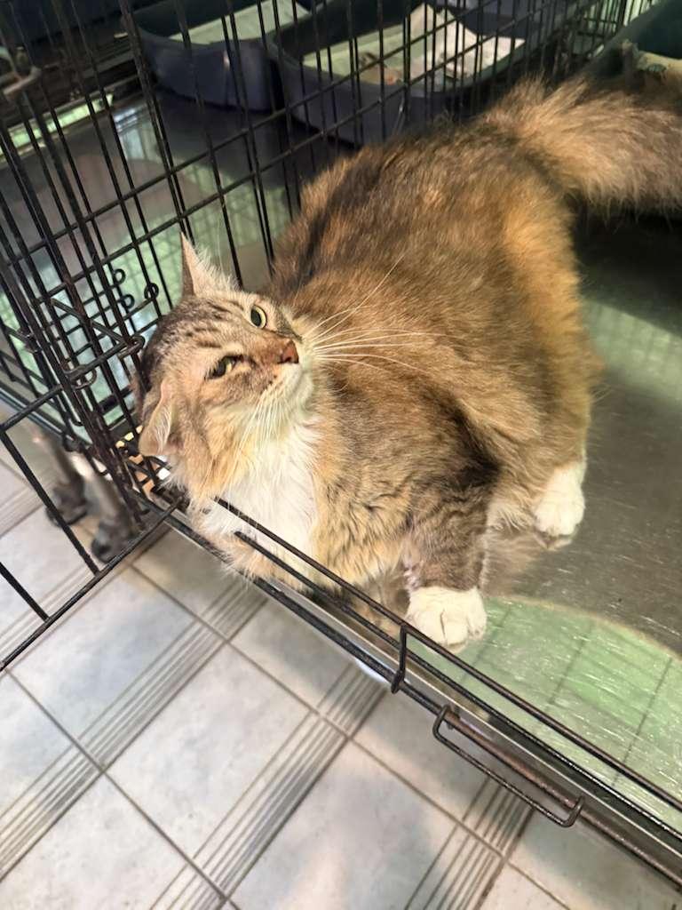 Cali, an adoption pending Domestic Long Hair in East Boston, MA image 2/6