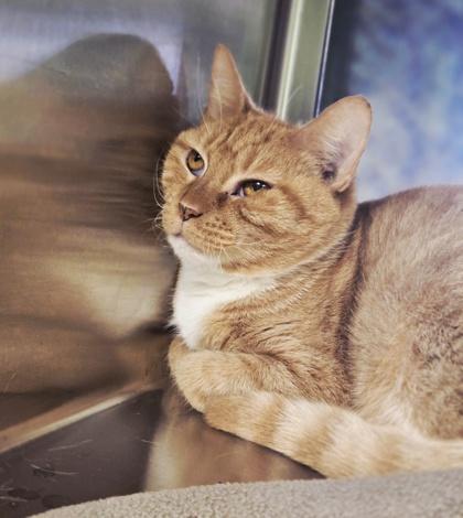 Cheddar, Adoptable, Adult Female Domestic Short Hair & Domestic Short Hair.