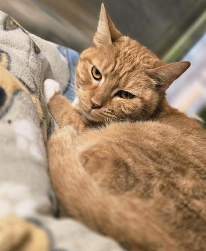 Enlarge Cheddar, a Adoptable Domestic Short Hair in Fort Worth, TX image 2/2