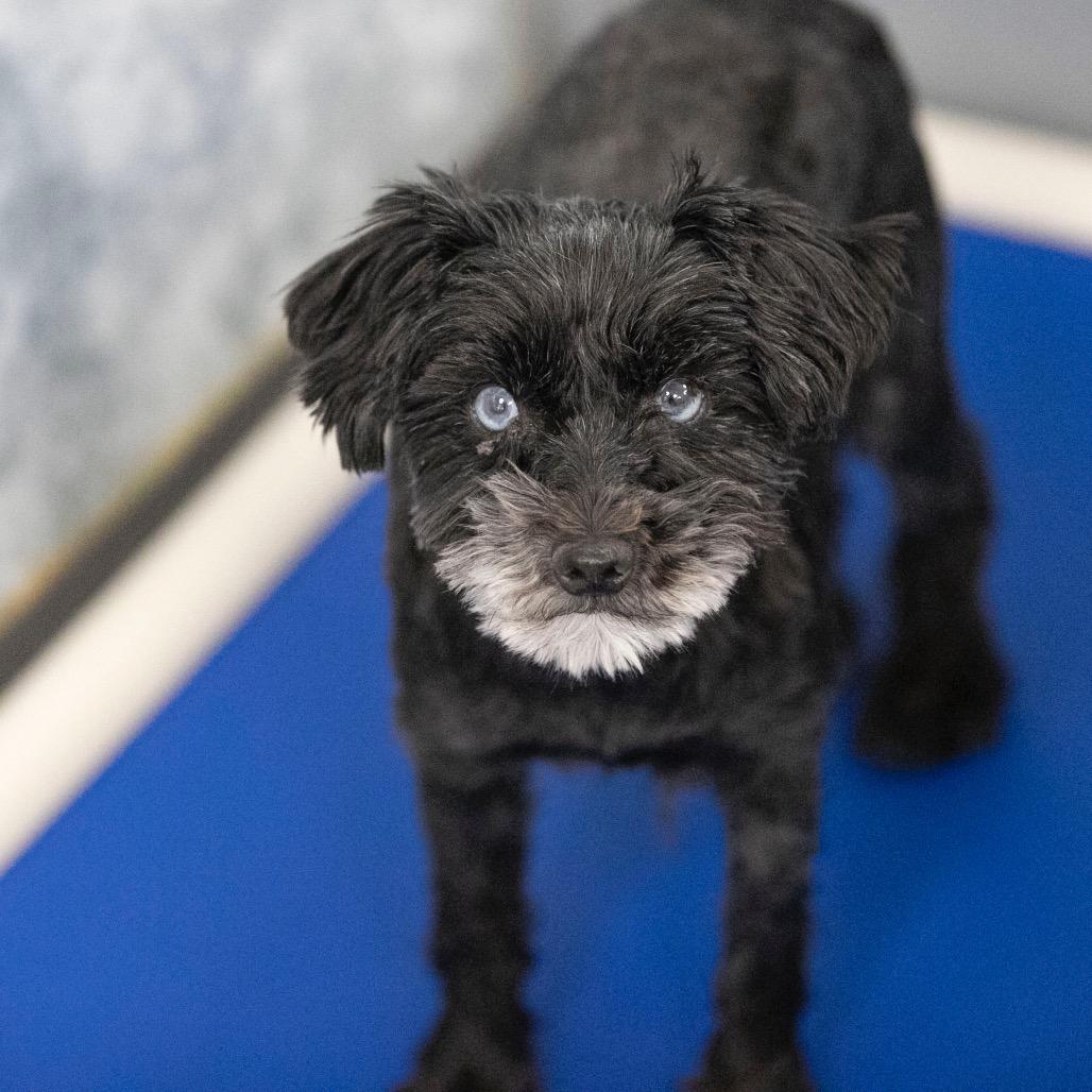 Fame (JN25-482), a Adoptable Schnauzer in Peyton, CO image 1/6