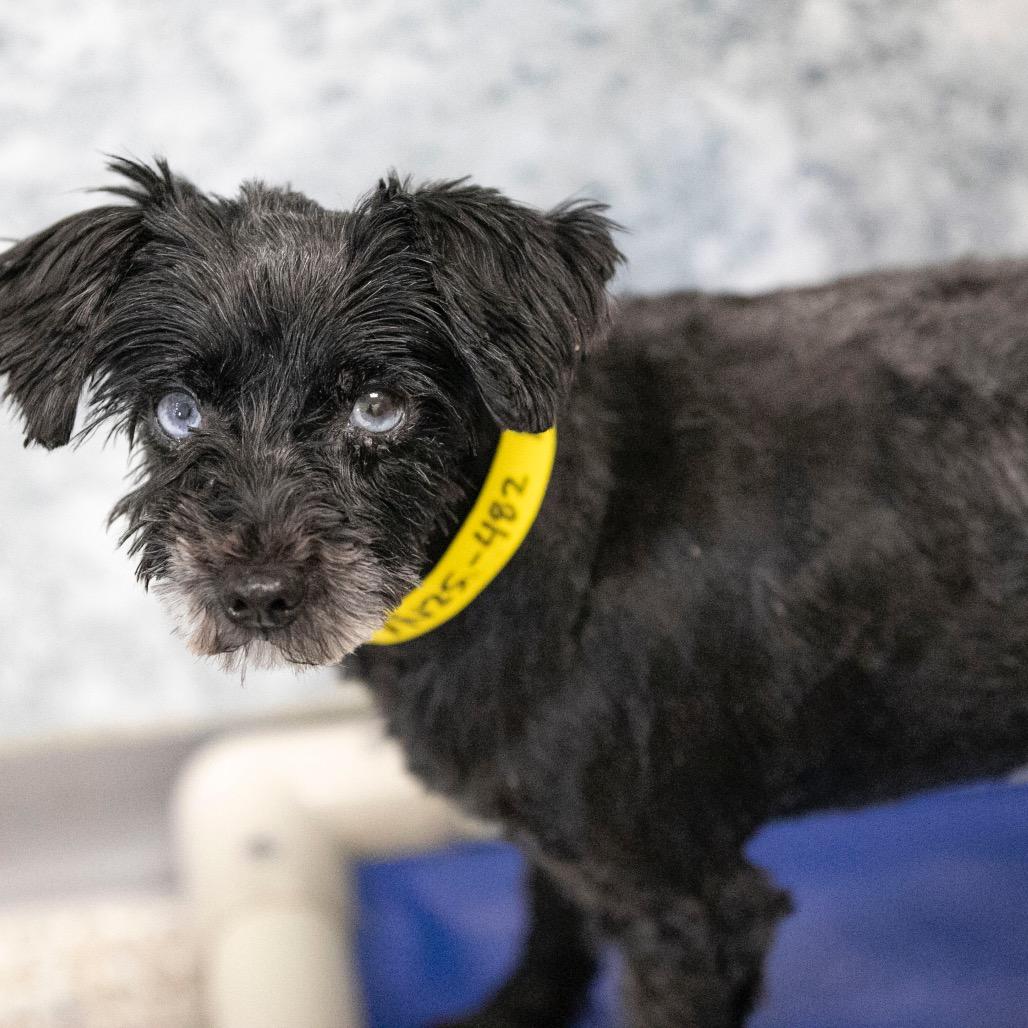 Fame (JN25-482), a Adoptable Schnauzer in Peyton, CO image 2/6