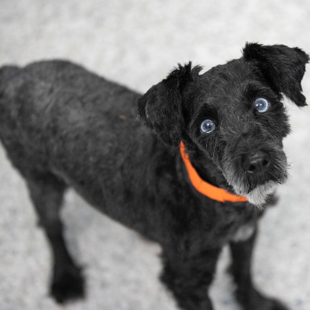 Fame (JN25-482), a Adoptable Schnauzer in Peyton, CO image 6/6