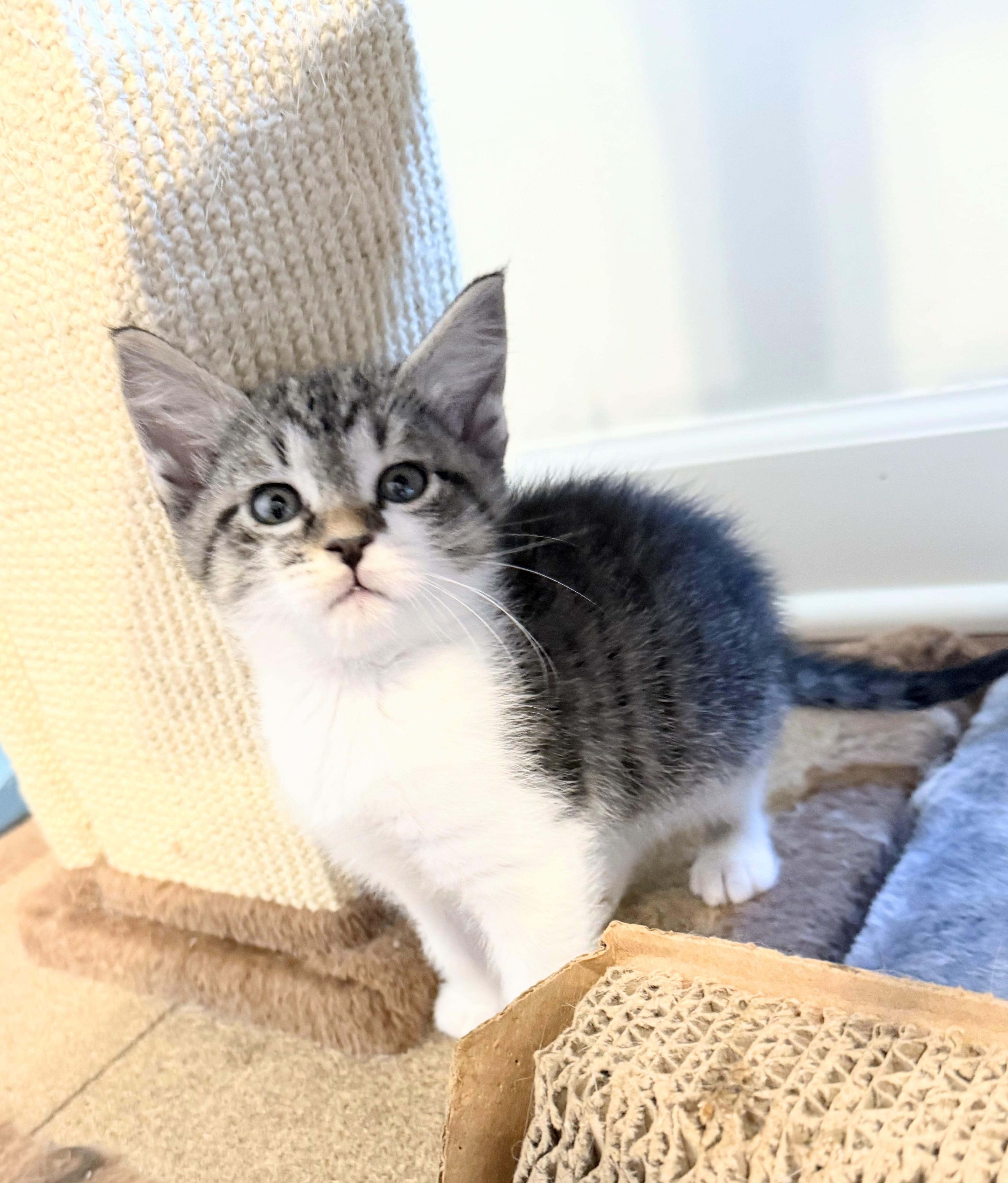 Gucci, Adopted, Kitten Female Domestic Short Hair.