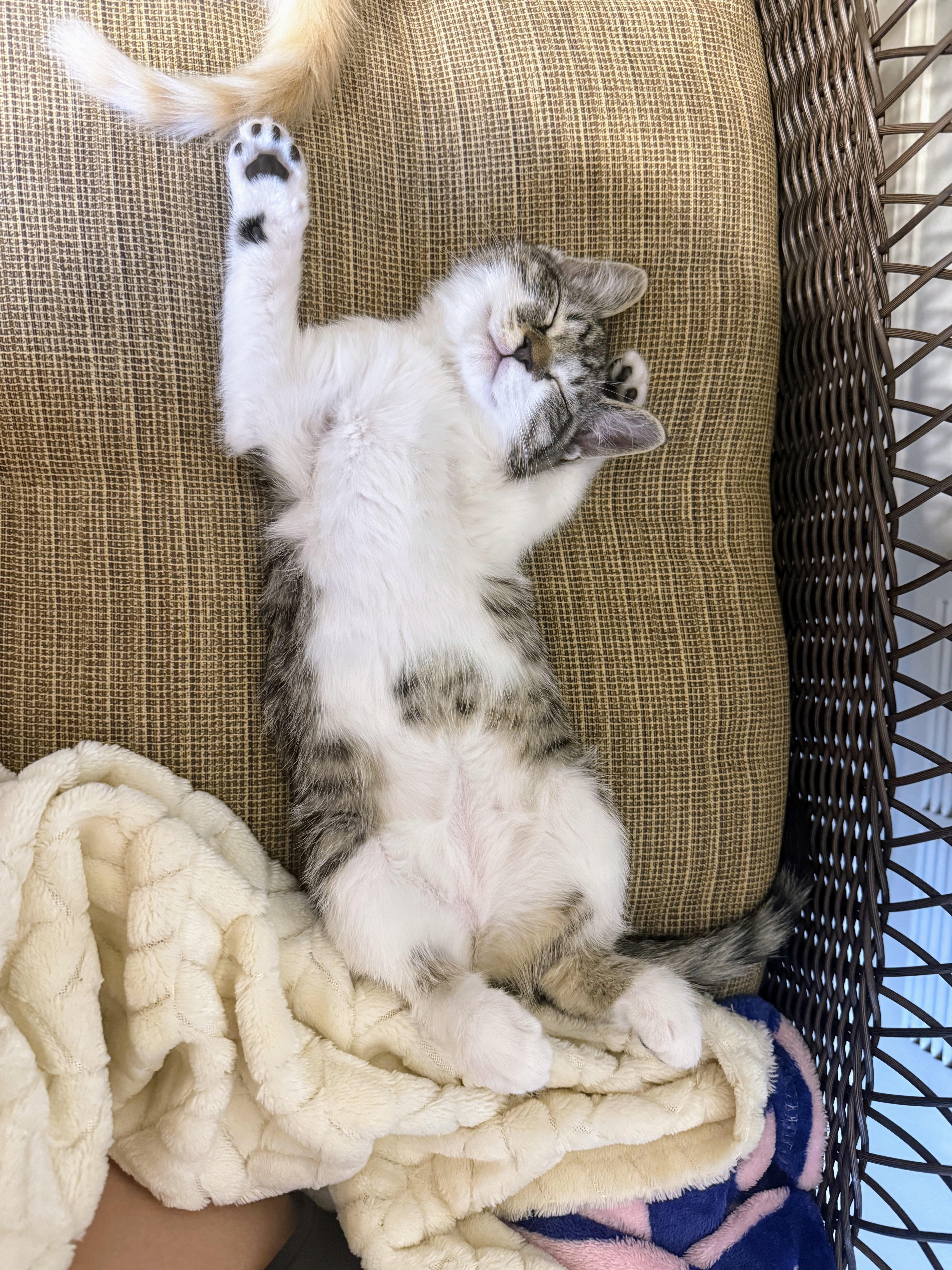 Enlarge Gucci, a Adopted mixed breed in Des Moines, IA image 2/3