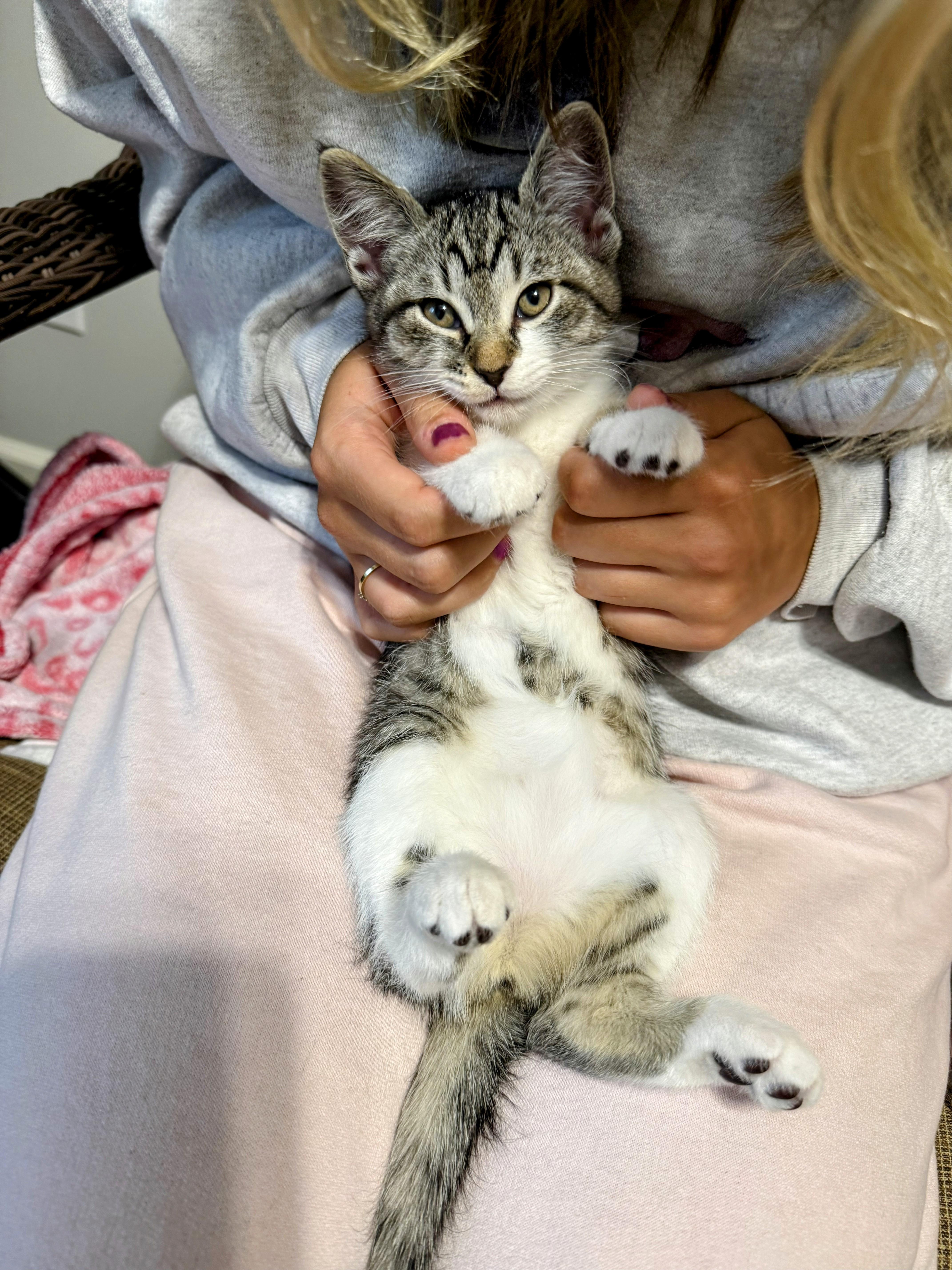 Enlarge Gucci, a Adopted mixed breed in Des Moines, IA image 3/3