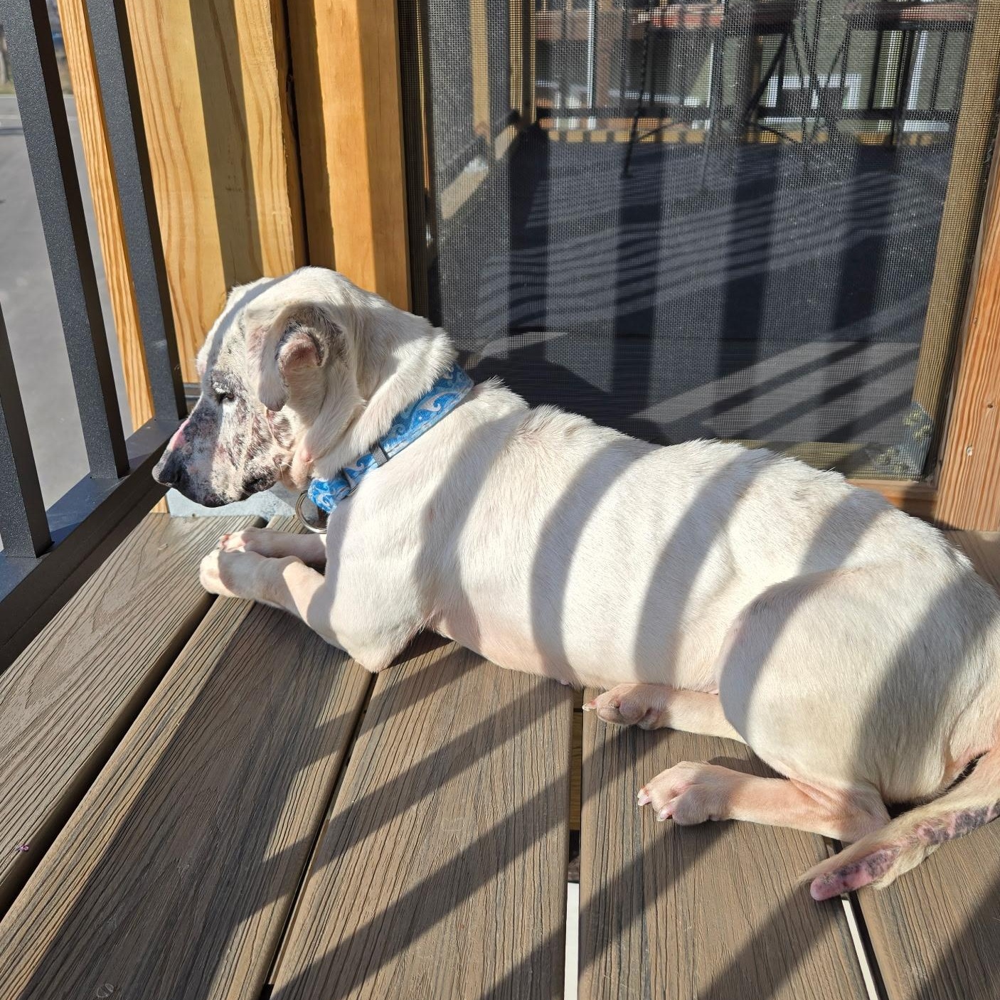 Enlarge SIENNA, a ADOPTABLE mixed breed in Evansville, WI image 3/3