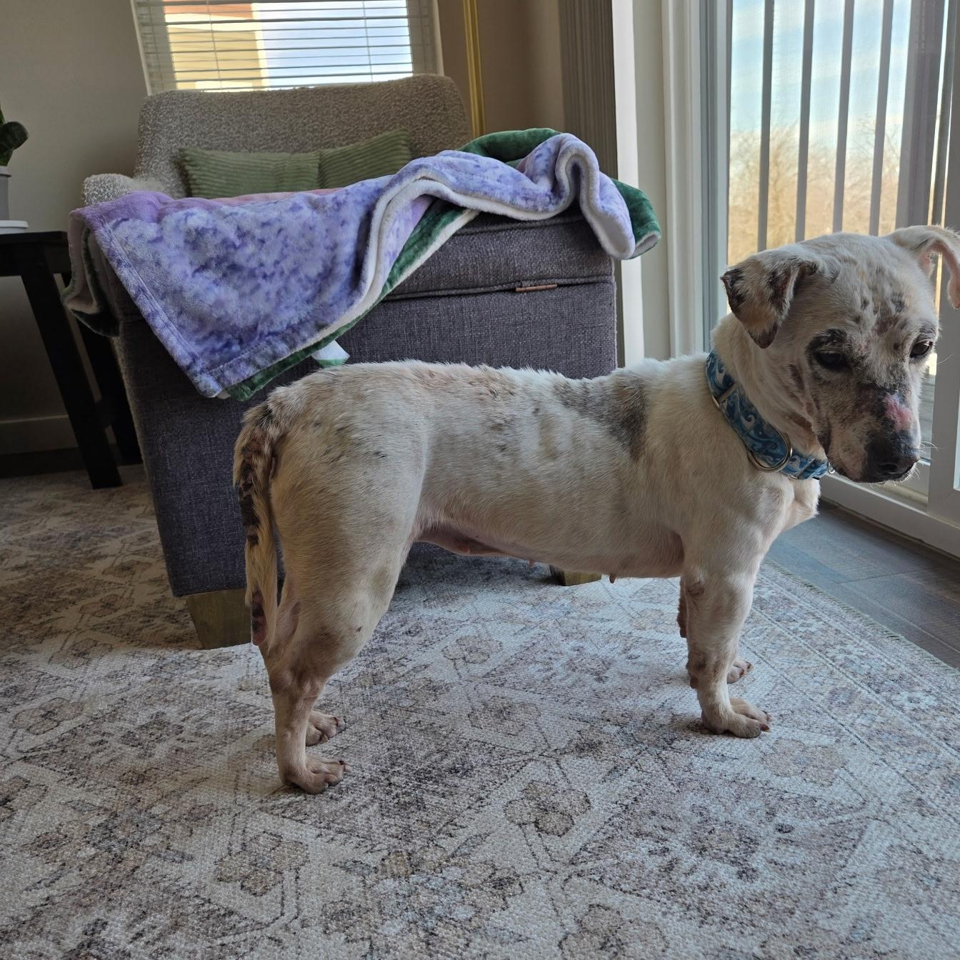 Enlarge SIENNA, a ADOPTABLE mixed breed in Evansville, WI image 1/3