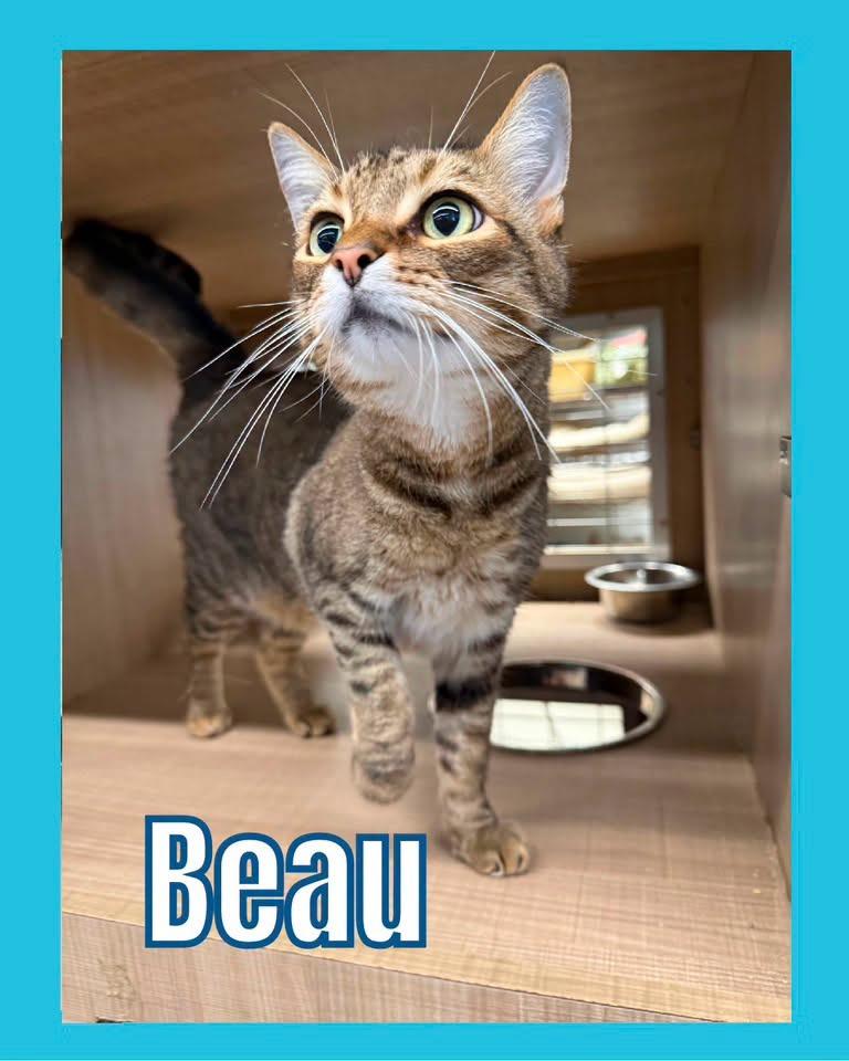 Beau, Adoptable, Adult Male Domestic Short Hair.
