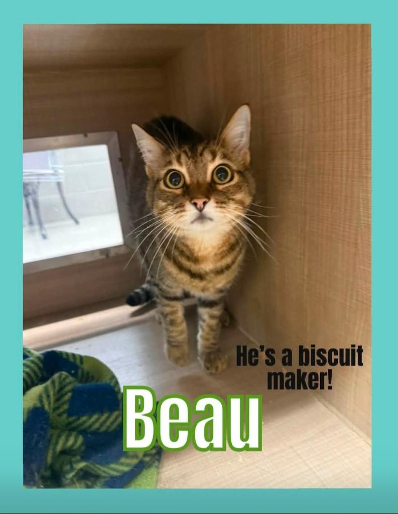 Enlarge Beau, a Adoptable mixed breed in Bossier City, LA image 3/3