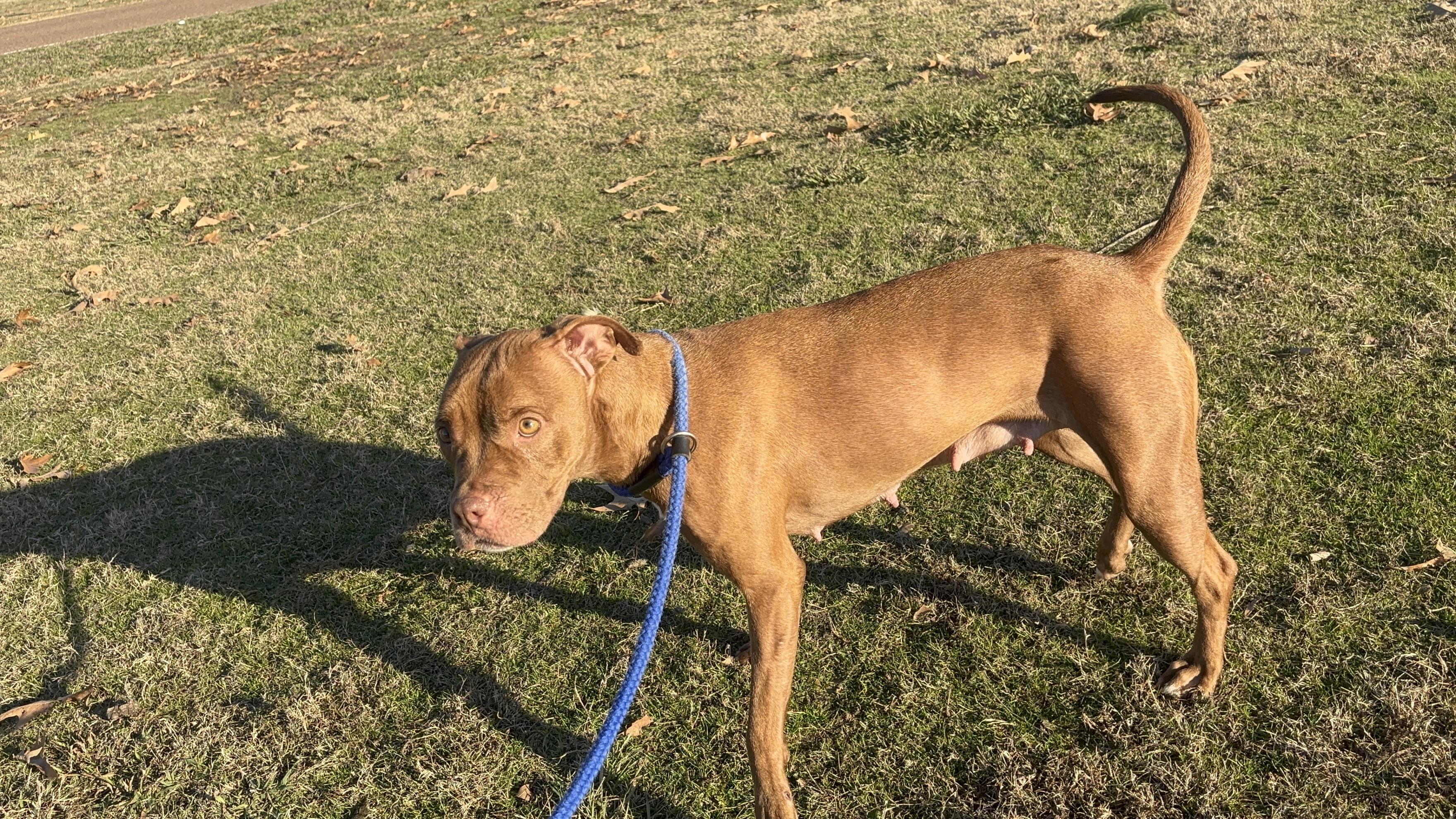 Anna, an adoptable Pit Bull Terrier in Collierville, TN image 4/5