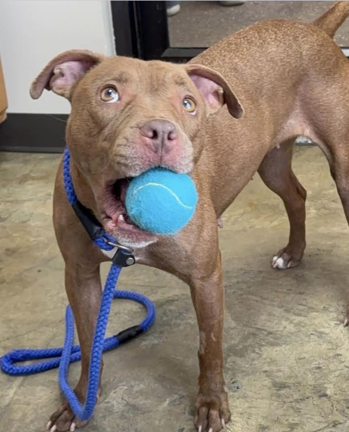 Anna, adoptable, Adult Female Pit Bull Terrier.