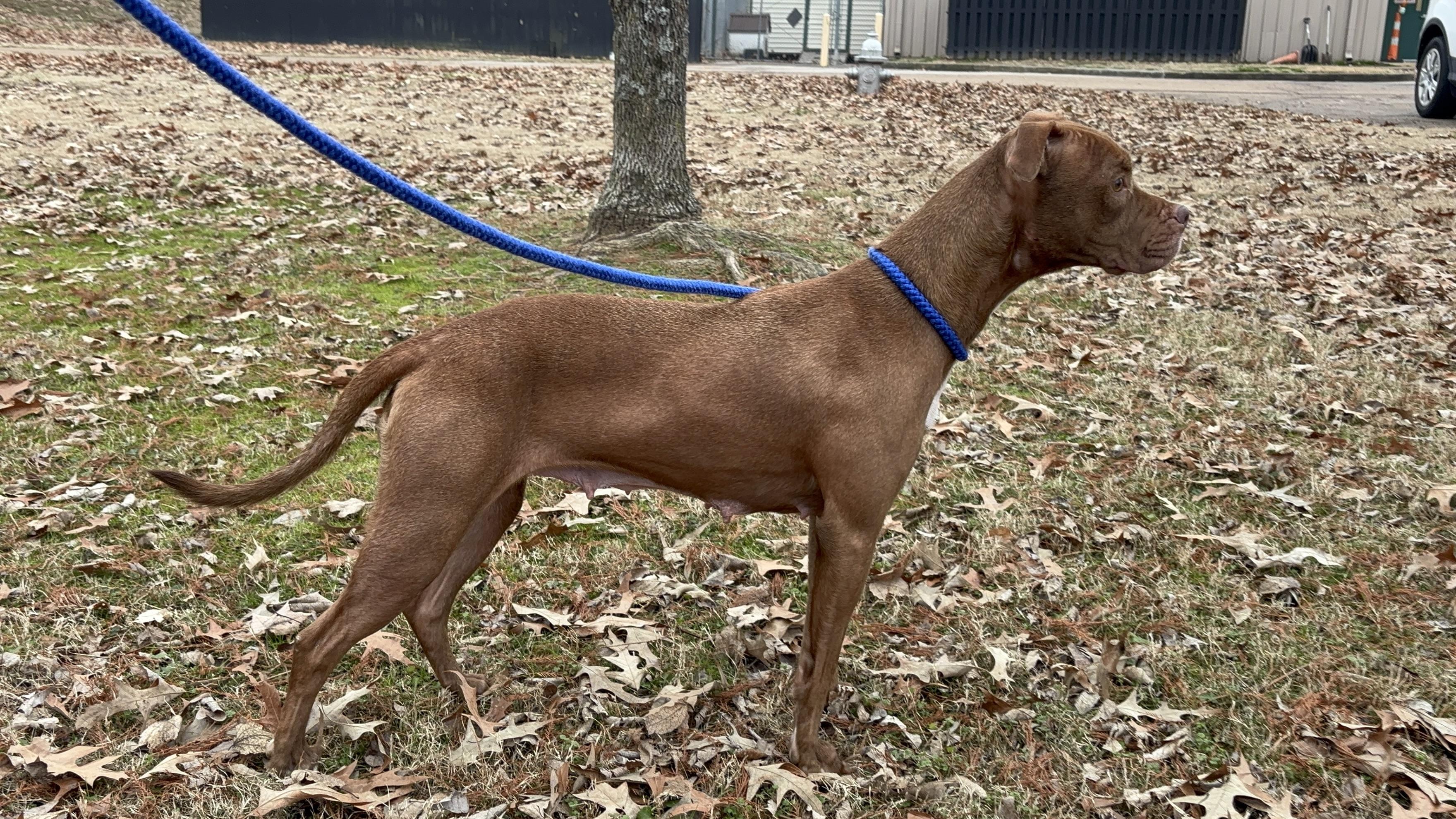 Anna, an adoptable Pit Bull Terrier in Collierville, TN image 3/5