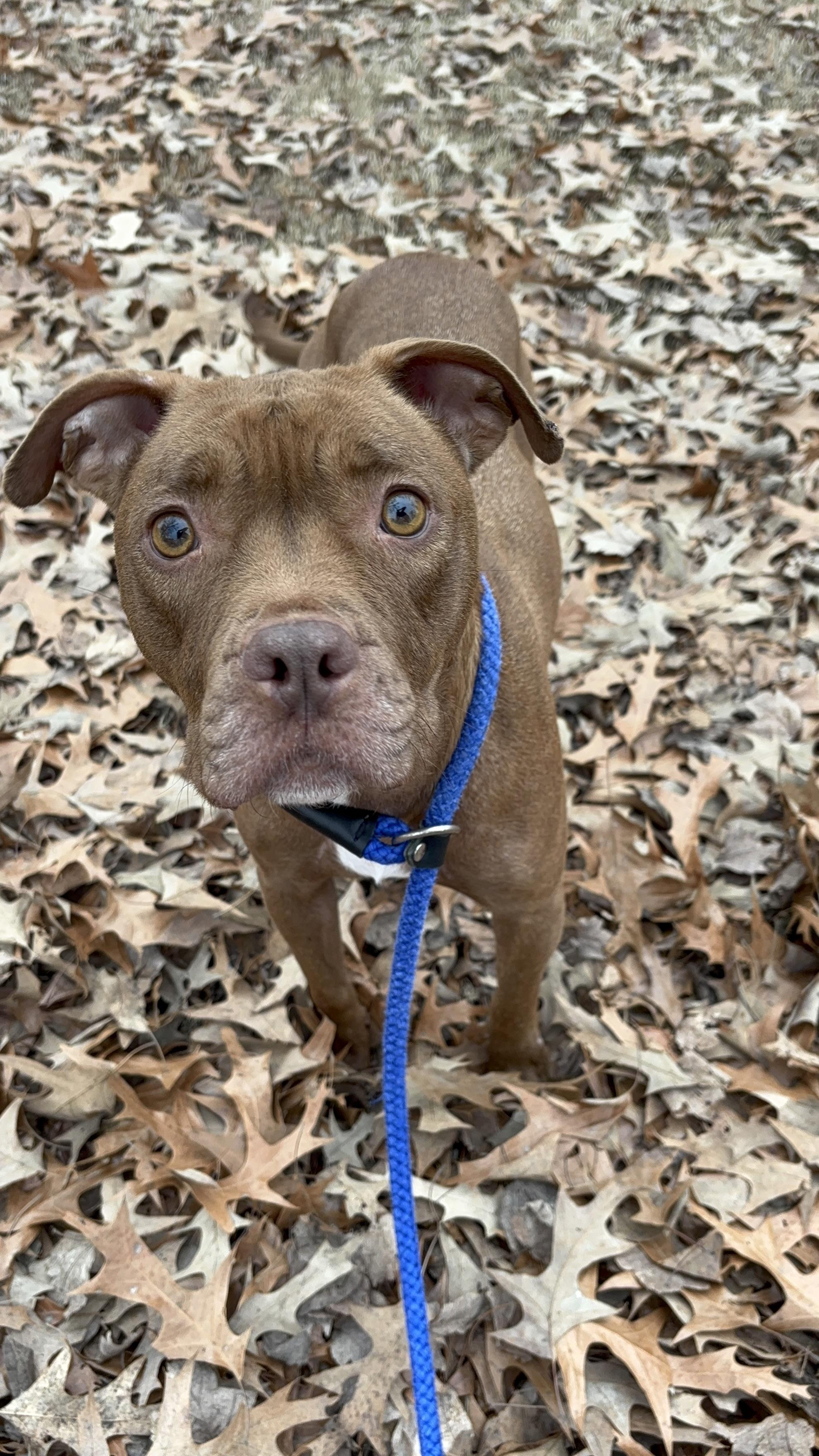 Anna, an adoptable Pit Bull Terrier in Collierville, TN image 2/5