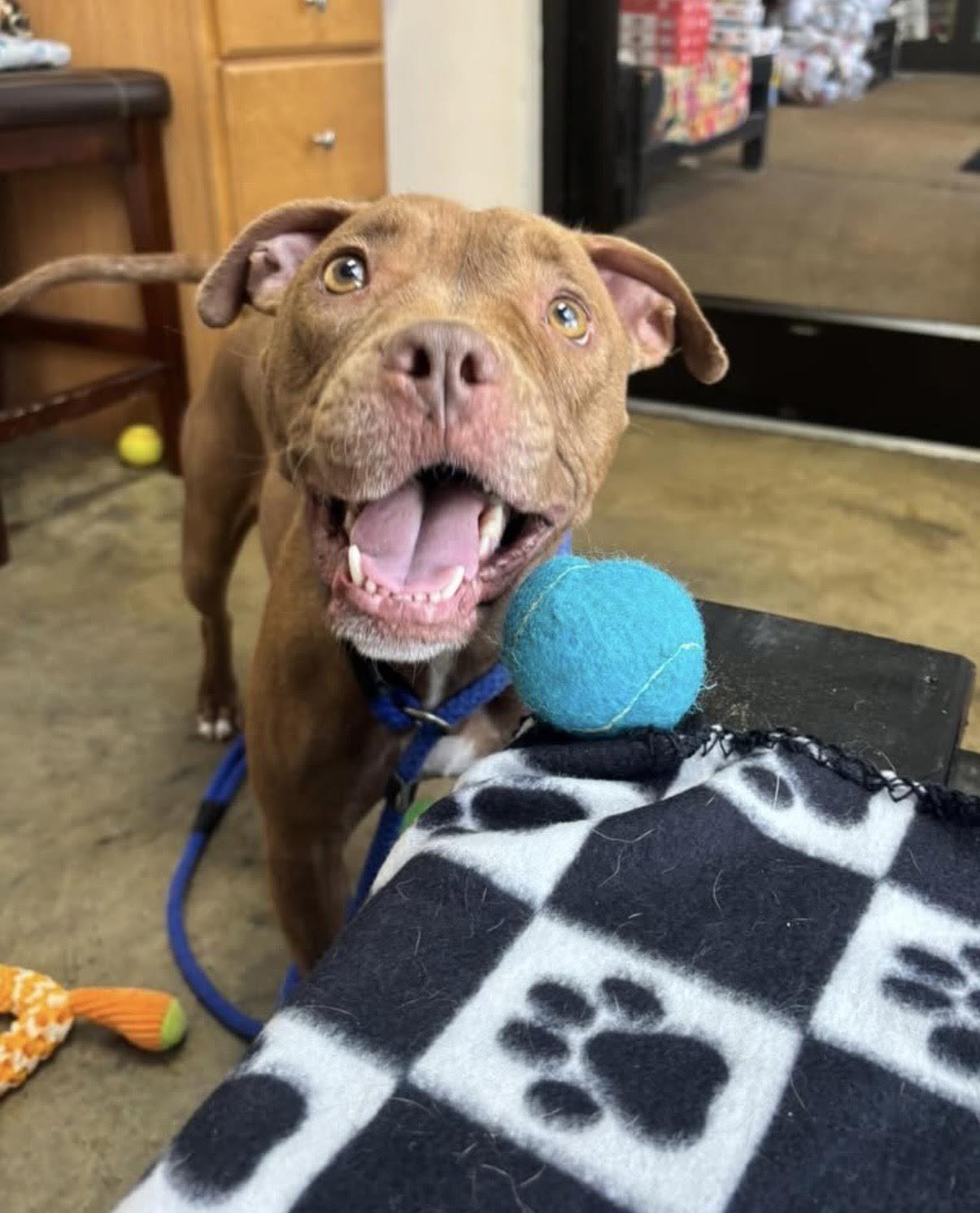 Enlarge Anna, an adoptable Pit Bull Terrier in Collierville, TN image 1/6