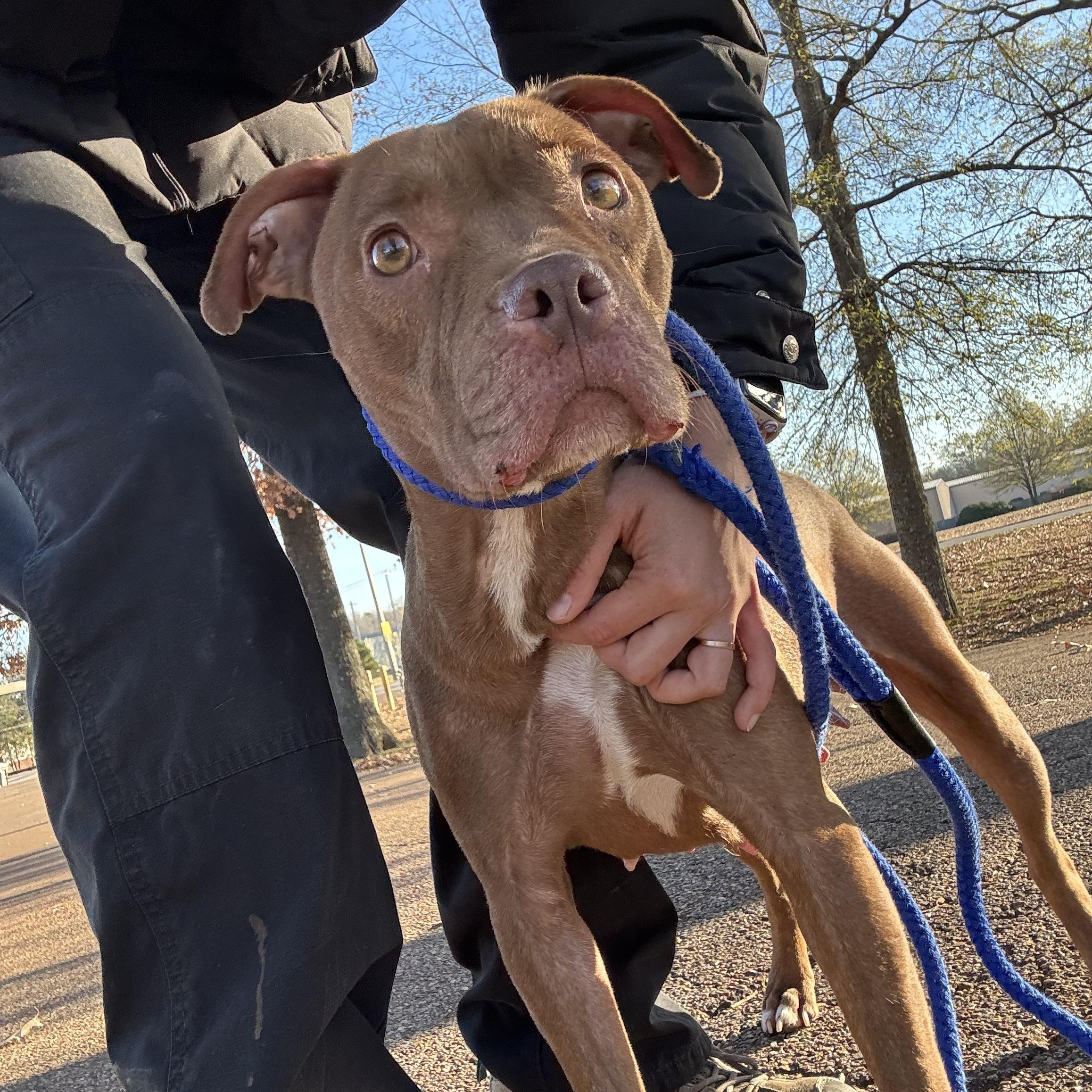 Anna, an adoptable Pit Bull Terrier in Collierville, TN image 5/5