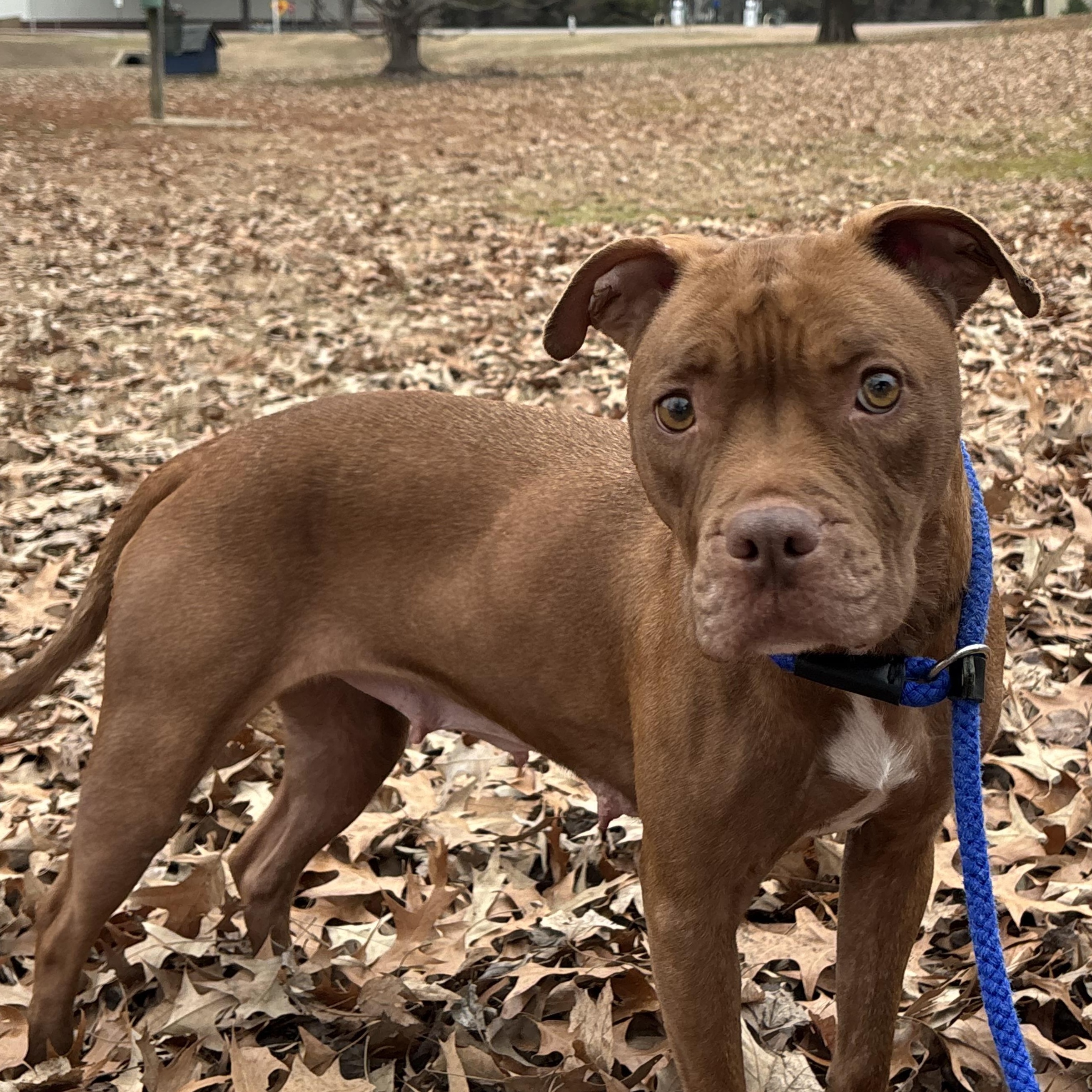 Anna, adoptable, Adult Female Pit Bull Terrier.