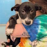 Enlarge Opal, an adopted mixed breed in Hilliard, OH image 3/3