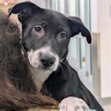 Enlarge Opal, an adopted mixed breed in Hilliard, OH image 1/3