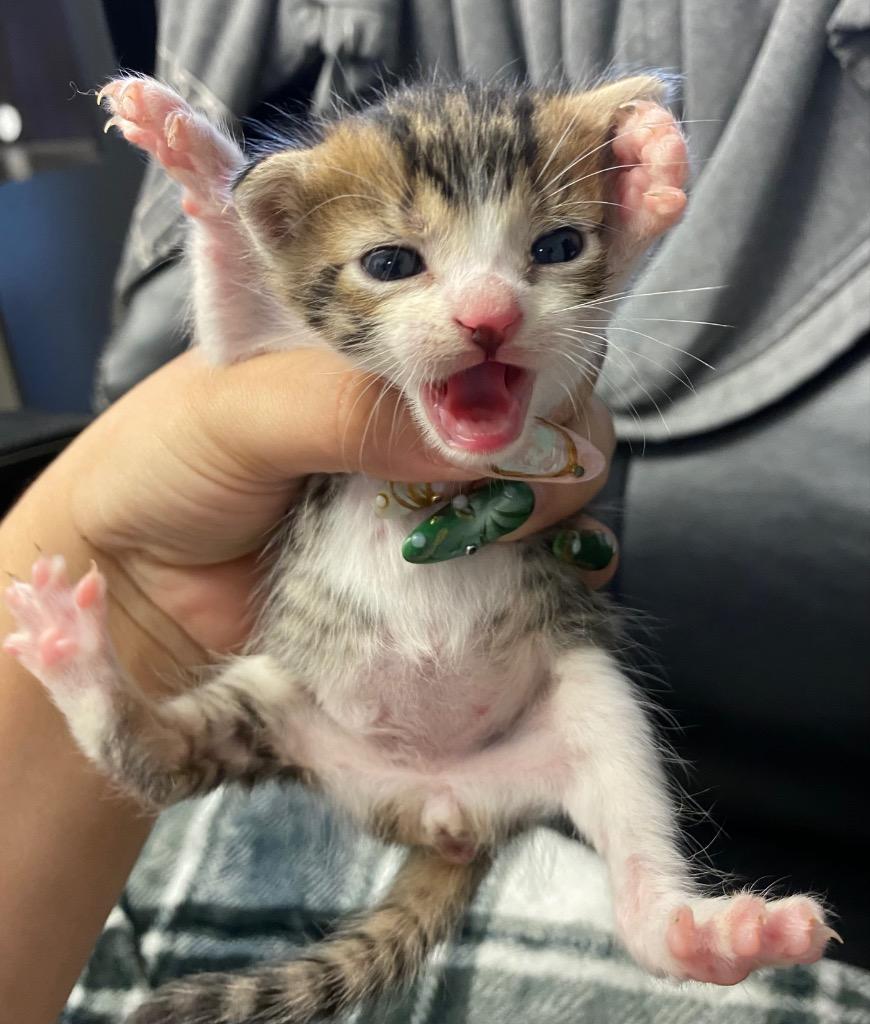 Gummy, Adoptable, Kitten Male Domestic Short Hair.