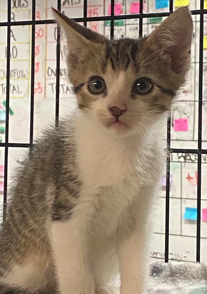 Enlarge Gummy, a Adoptable mixed breed in Lockhart, TX image 2/2