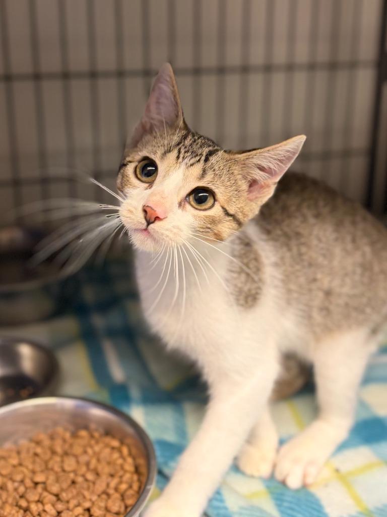 Gummy, a Adoptable mixed breed in Lockhart, TX image 3/3