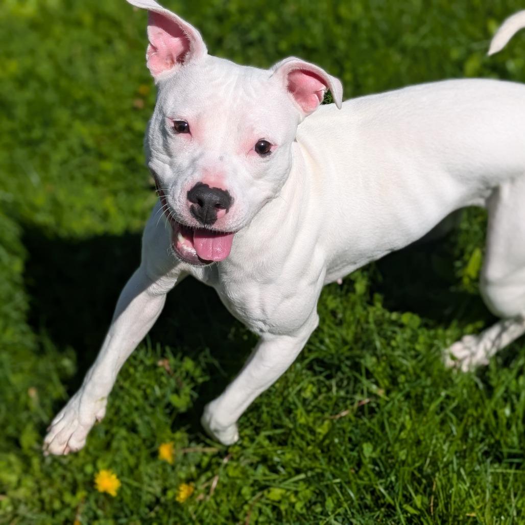 Cashmere, a Adoptable Pit Bull Terrier in Toledo, OH image 2/6