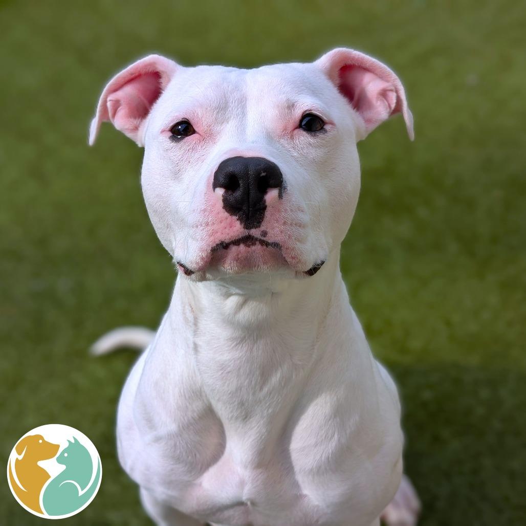 Enlarge Cashmere, a Adoptable Pit Bull Terrier in Toledo, OH image 3/5