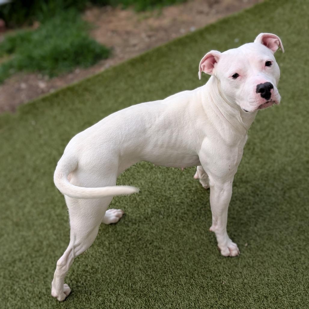 Enlarge Cashmere, a Adoptable Pit Bull Terrier in Toledo, OH image 4/5