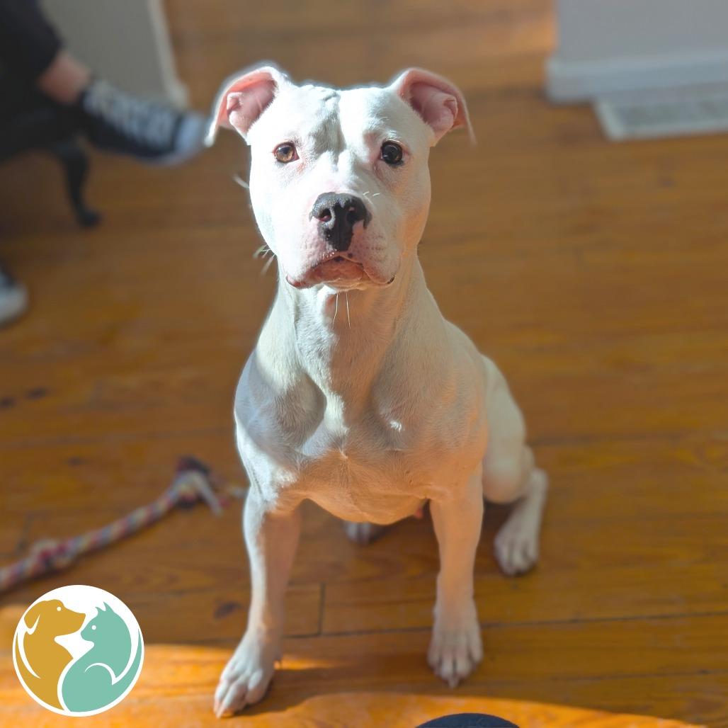 Enlarge Cashmere, a Adoptable Pit Bull Terrier in Toledo, OH image 5/5