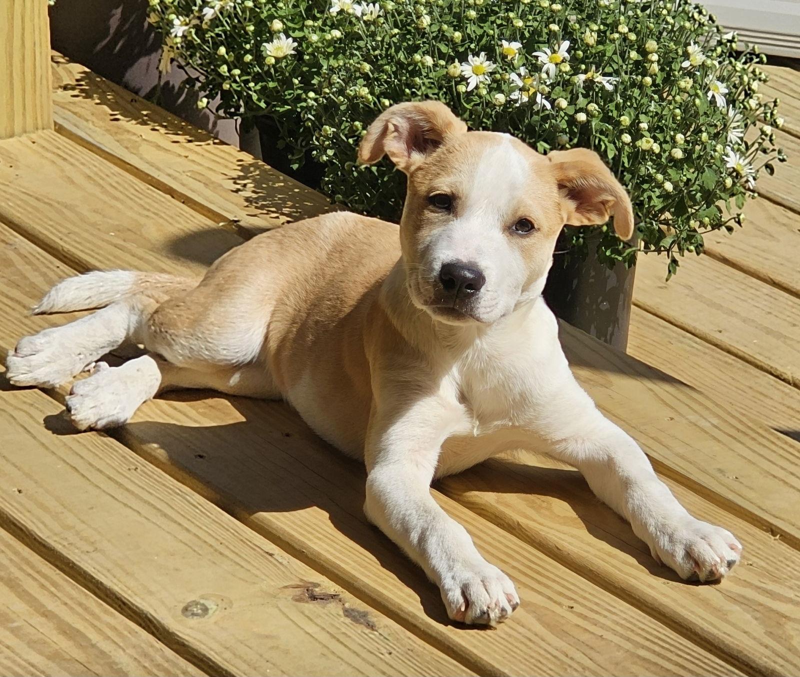 Georgi, a Adopted Mixed Breed in Griswold, CT image 2/3