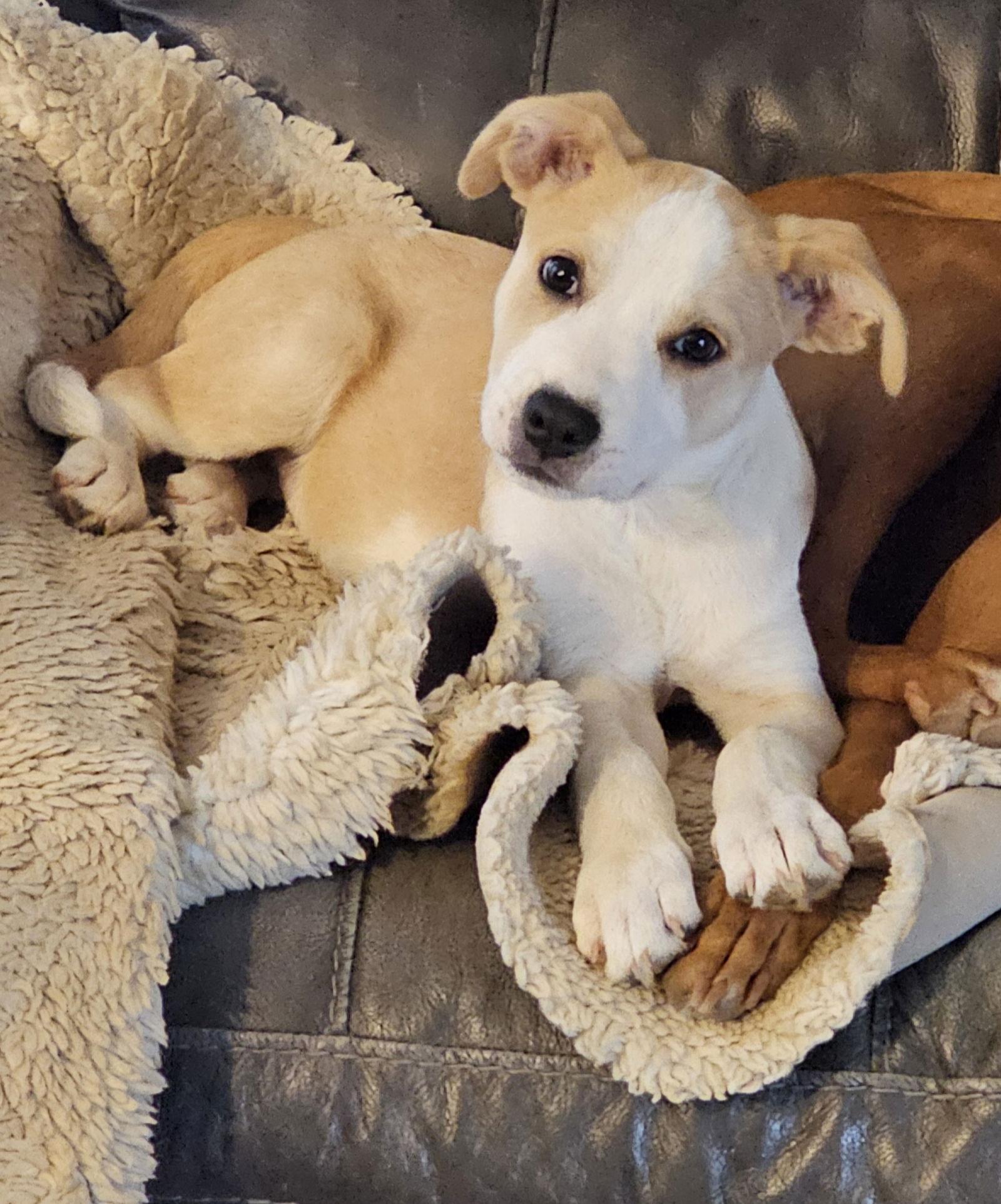 Georgi, a Adopted Mixed Breed in Griswold, CT image 3/3