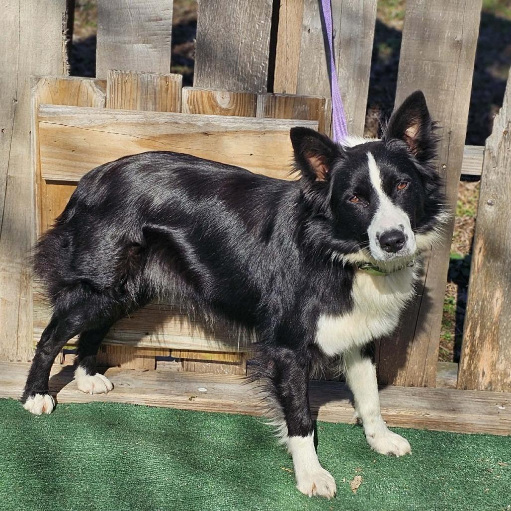 Enlarge TNGC-Stray-1030, a Adoptable Border Collie in Pulaski, TN image 1/2