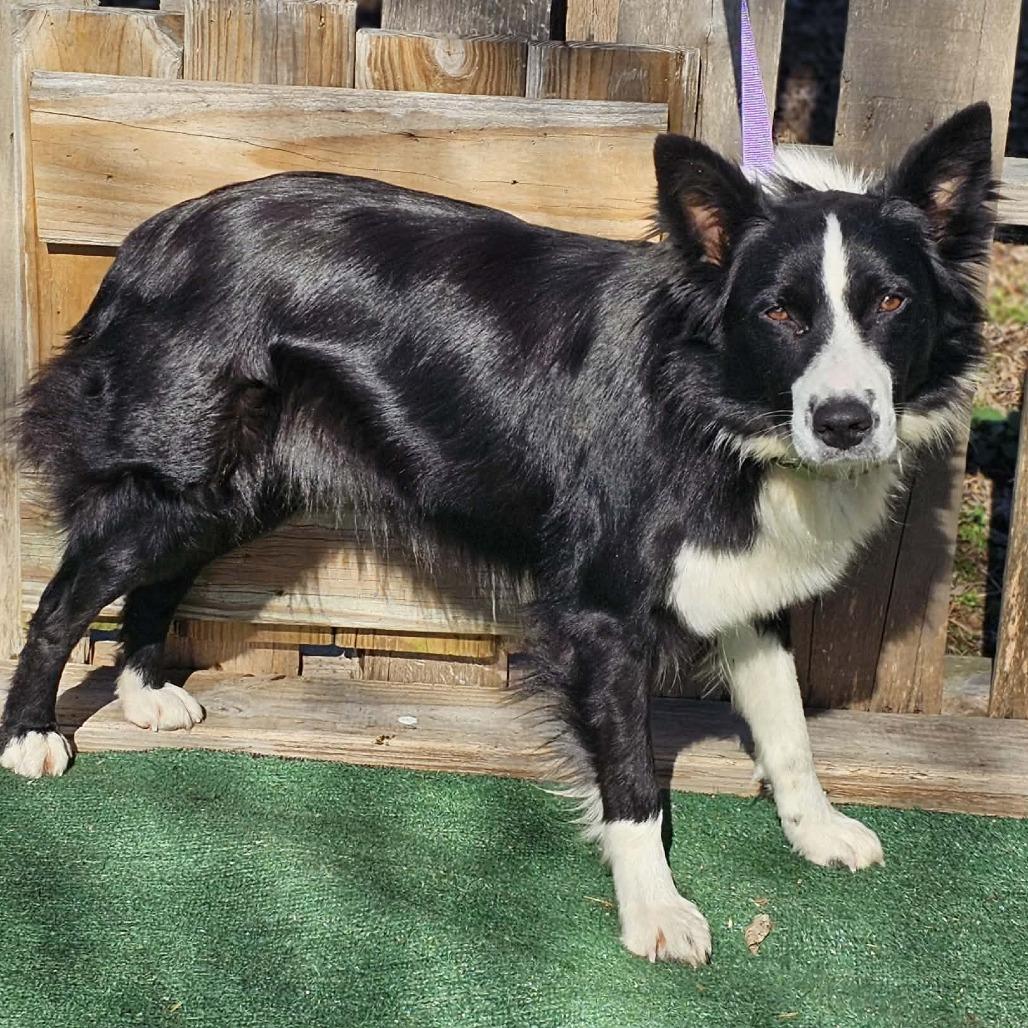 Enlarge TNGC-Stray-1030, a Adoptable Border Collie in Pulaski, TN image 2/2