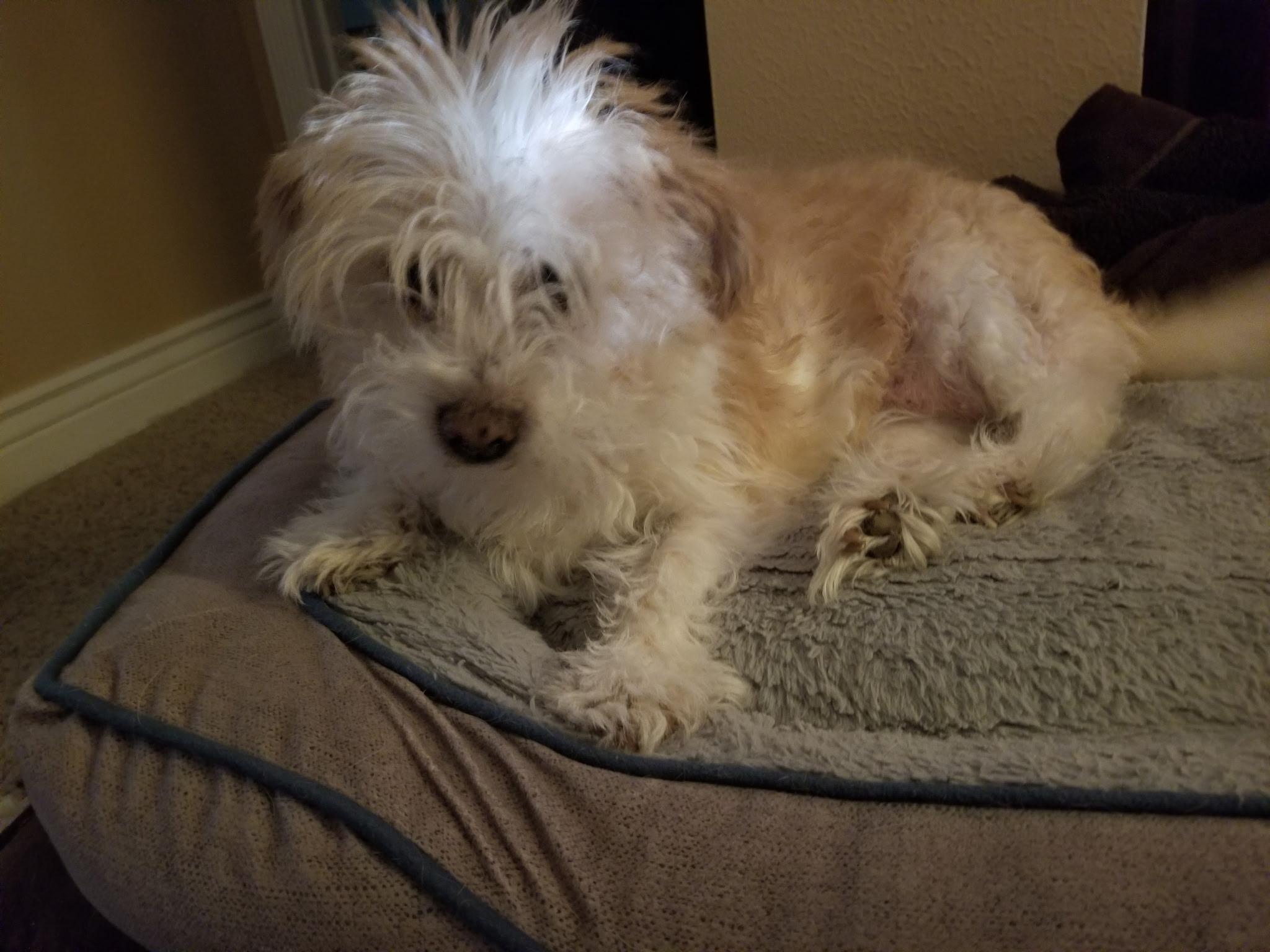 Cortina, adopted, Senior Female Shih Tzu.